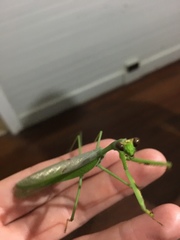 Stagmatoptera septentrionalis