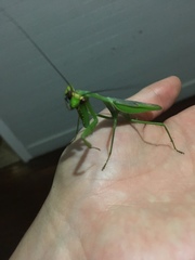 Stagmatoptera septentrionalis
