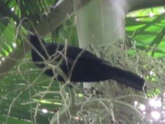 Eudynamys orientalis cyanocephalus