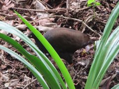 Megapodius reinwardt castanonotus
