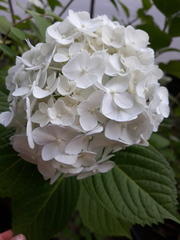 Hydrangea macrophylla