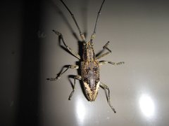 Pelargoderus rubropunctatus