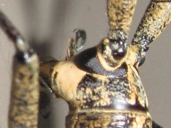 Pelargoderus rubropunctatus