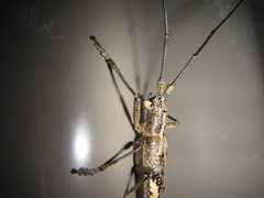 Pelargoderus rubropunctatus