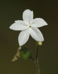 Lithophragma bolanderi