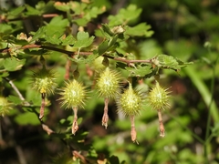 Ribes roezlii roezlii