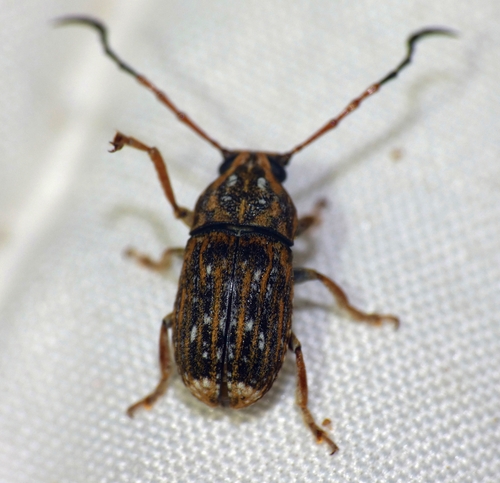 Phloeobius gigas, 2024-09-15