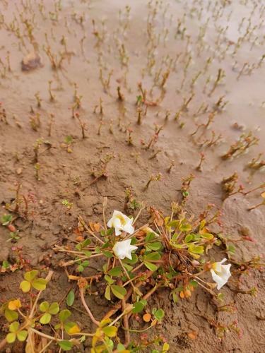Floating Sorrel (Oxalis dines)