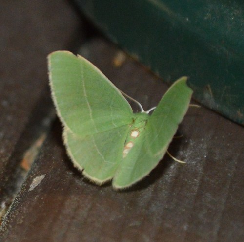 Nemoria glaucomarginaria photo 2