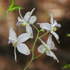 Delphinium gracilentum