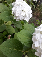 Hydrangea macrophylla