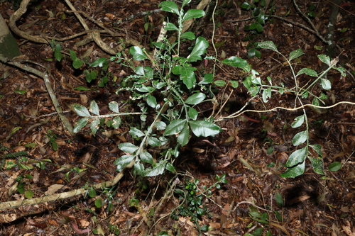 Image of Crow's Apple (Owenia venosa) by (c) Greg Tasney, some rights reserved (CC BY-SA)