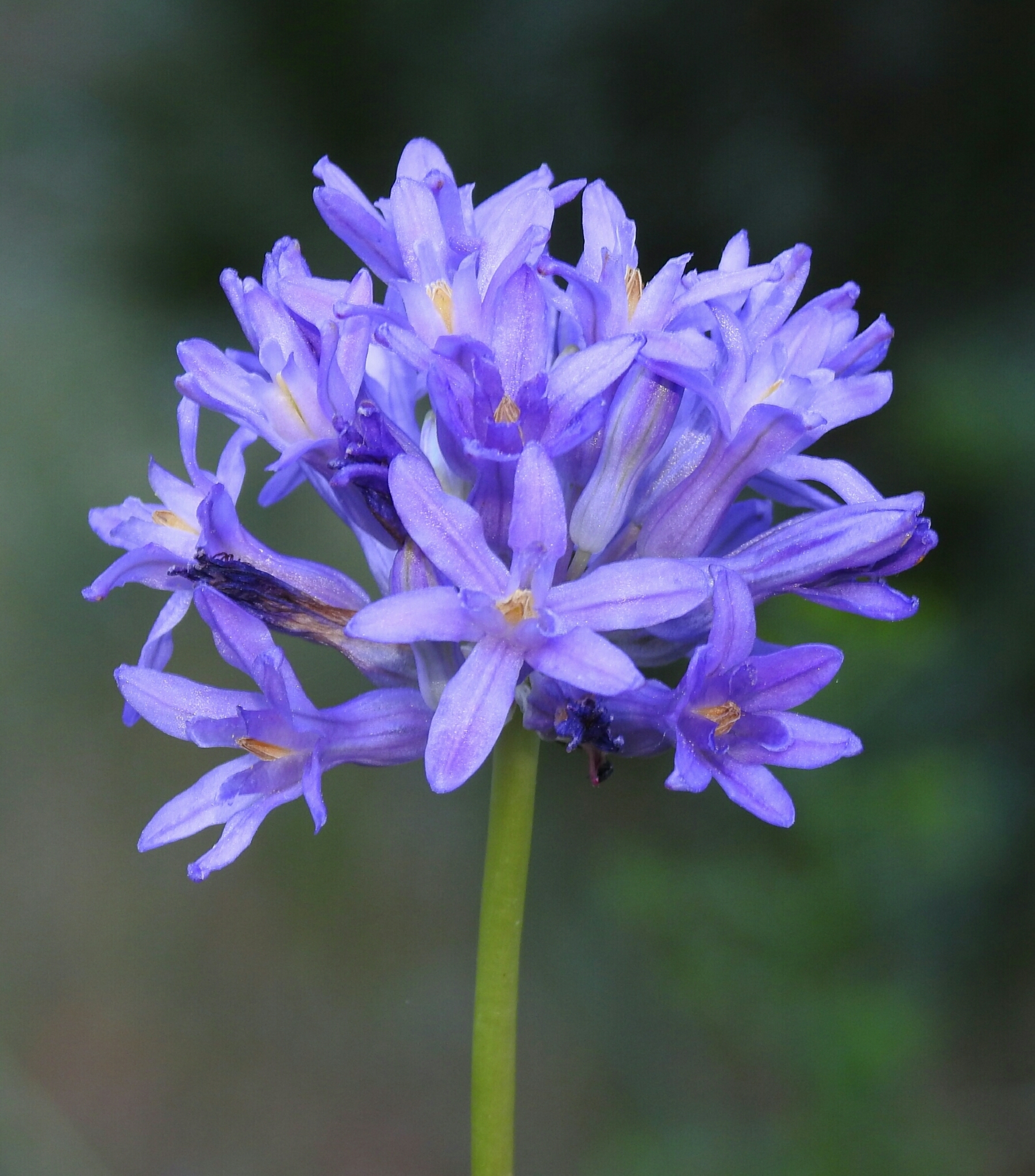 Dichelostemma multiflorum