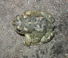 Anaxyrus californicus