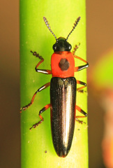 Languria angustata