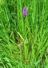 Dactylorhiza sibirica