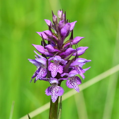Dactylorhiza sibirica