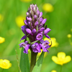 Dactylorhiza sibirica