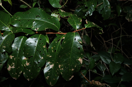Image of White Vine (Celastrus subspicatus) by (c) Greg Tasney, some rights reserved (CC BY-SA)