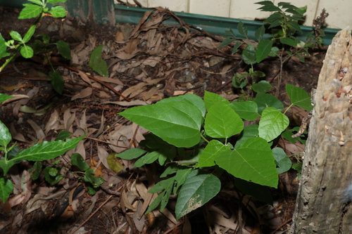 Image of Mallotus discolor by (c) Greg Tasney, some rights reserved (CC BY-SA)