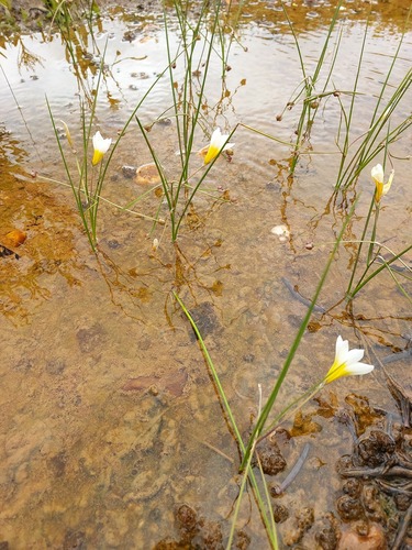 Romulea multisulcata