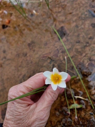 Pool Froetang (Romulea multisulcata)