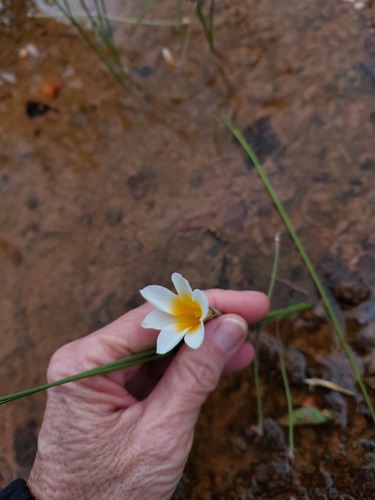 Romulea multisulcata