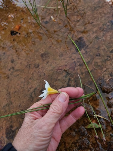 Romulea multisulcata