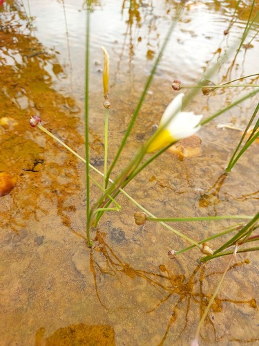 Romulea multisulcata