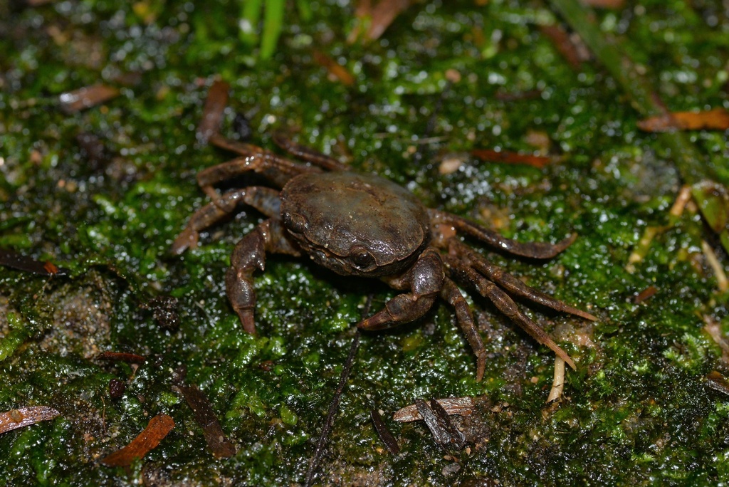 Minpotamon kityang