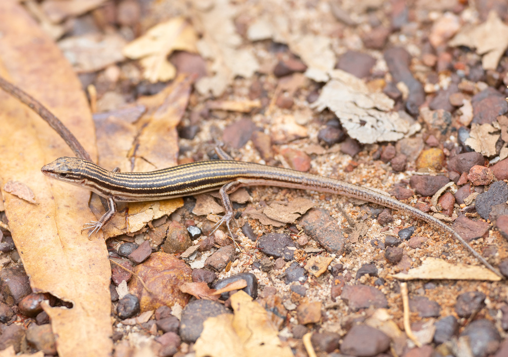 Buff-Striped Ctenotus