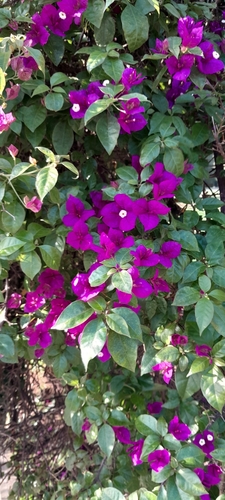 Bougainvillea glabra