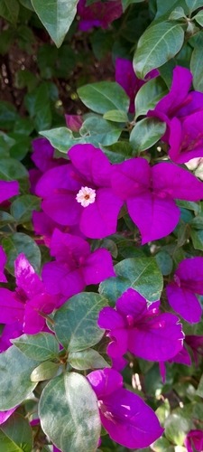 Bougainvillea glabra