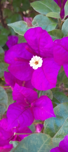 Bougainvillea glabra