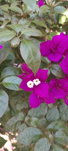 Bougainvillea glabra