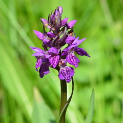 Dactylorhiza sibirica