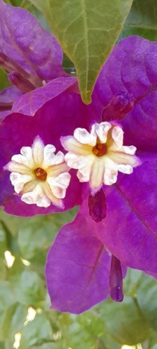 Image of Bougainvillea glabra by (c) rafa perazzolo, some rights reserved (CC BY)