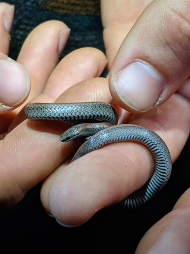 iNaturalist observation photo of Common Sharp-tailed Snake