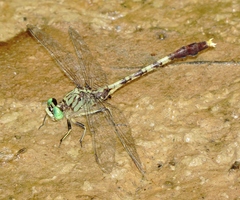 Arigomphus maxwelli