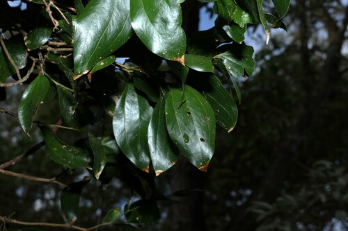 Image of Acacia bakeri by (c) Greg Tasney, some rights reserved (CC BY-SA)