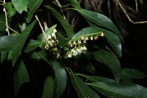 Elaeocarpus obovatus (Elaeocarpus obovatus)