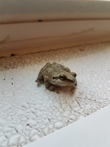 iNaturalist observation photo of Pacific chorus frog
