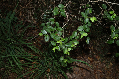 Image of Jasminum simplicifolium by (c) Greg Tasney, some rights reserved (CC BY-SA)