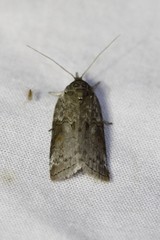 Nycteola