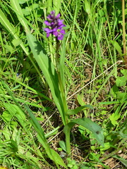 Dactylorhiza sibirica