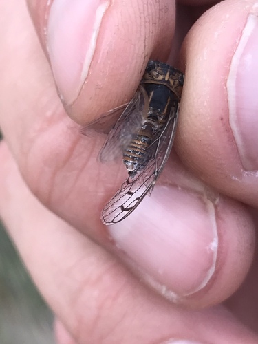 Pacarina puella