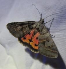 Drasteria ingeniculata