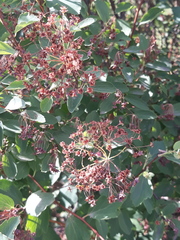 Spiraea hypericifolia