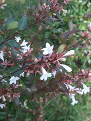 Abelia × grandiflora
