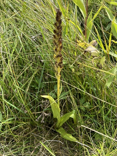 Image of Platanthera aquilonis by no rights reserved